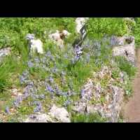 Veronica Rupestris (fam. Scrophulariacees)(Siberie)(01)